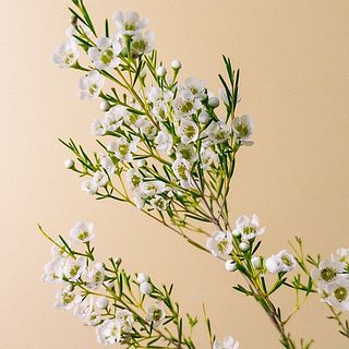 花の特性上、落花しやすくなっております。ご了承ください。