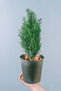 シルバーポット付き！キラキラ輝く「小さなクリスマスツリー」