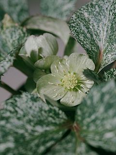 斑入りクリスマスローズ「スノーフィーバー」