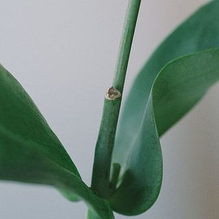 一輪に仕立てるための花芽をとった形跡が。気になる場合は、茎元からカットしてください。