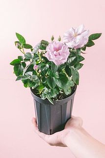 small_354ed55d-fc2d-4a1c-b20c-