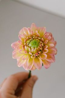 色や咲き方には個体差があります、