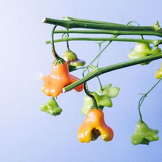実の特性上、黒くなっているものもあります。ご了承ください。