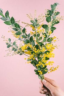 希少！香るパールアカシア