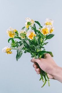 みやび花園の新品種パンジー「エッグタルト」