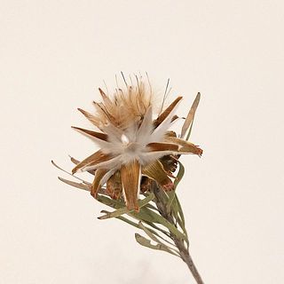 ふわふわの状態