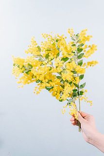 希少！香るパールアカシア