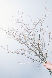 【Jun】乾燥クロモジ120g×10袋＊花・若葉・枝MIX 和の香り「クロモジ」
