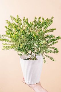 ミモザの鉢「テレサ」