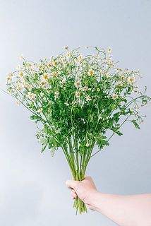 ボリュームたっぷりのマトリカリア