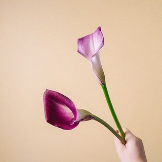 カラーは同じ品種ですが色味に濃淡があります。ご了承ください。