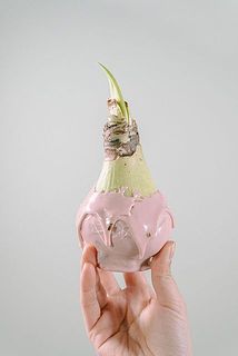 咲き方には個体差がございます。