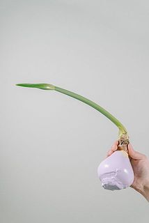 芽が伸びている状態のものをお届けする場合がございます。