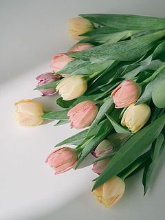 硬いつぼみの状態で届くものも。だんだんと色づいていく様子も楽しめます。