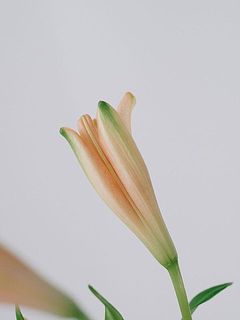 蕾の状態でお届けします。咲く過程も愛おしい。