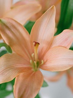 色の出方には個性があります。ピンクっぽかったり、オレンジっぽいの場合も。