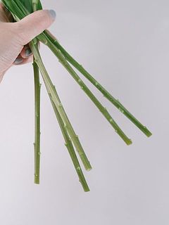 産地直送の百合は保水なしでお届けします。市場からお花屋さんに卸す時と同じ輸送方法なので、品質に問題ありません（「乾式輸送」と呼ばれます）。