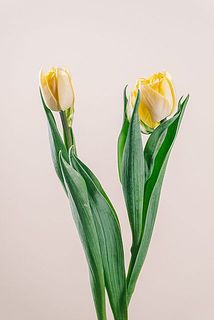 大きさには個体差がございます。