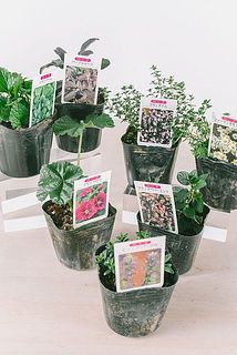 品種はおまかせになります。