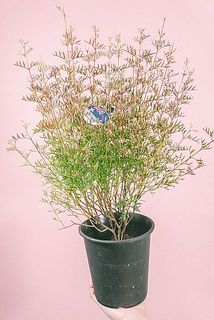 大きさや形には個体差がございます。