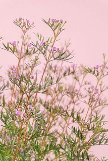 蕾の状態でお届けする場合がございます。