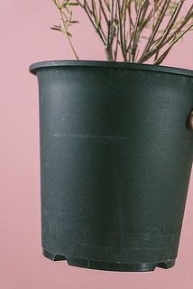 鉢が汚れている場合がございます、優しくお拭取りください。