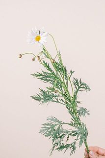 大きさや形には個体差がございます。