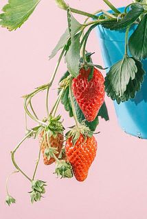 香りの良いいちご付き🍓