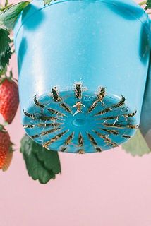 根が出ている場合がございます。