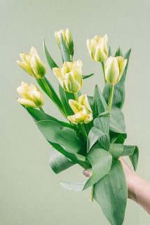 7本セットでお届け。