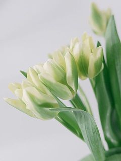 花びらのつや感も楽しめます。