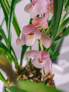 ふんわりピンク色が可愛い🥰