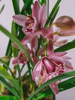 模様には個体差がございます。