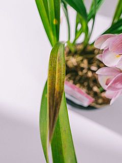 葉が一部黄色くなっている場合がございます。