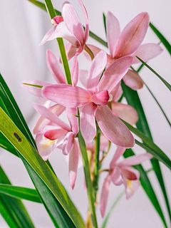 リップが取れて場合がございます。