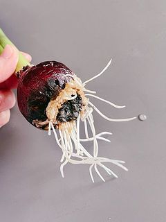 根が生えていなかったり、裏側が黒くなっていることも。開花に問題はありません。また新しい根が生えてきますので、1週間ほど様子を見てみてください。