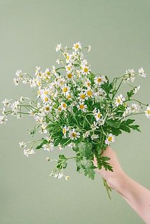 マトリカリアはたっぷり9〜10本お届け！