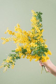 ミモザは5本お届け🐣