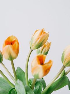 のびのび動きのある茎が魅力。