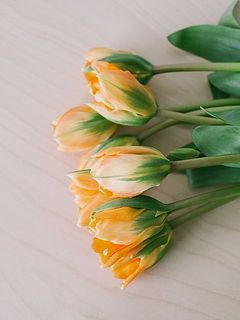 オレンジにグリーンの模様が入った品種です。