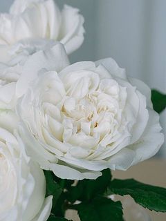 ふわふわに開花するのも魅力。ほのかに甘い香りが楽しめます。