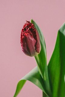 フリンジ咲き💗