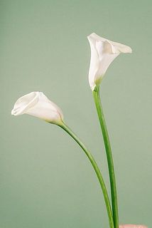 大きさや形には個体差がございます。