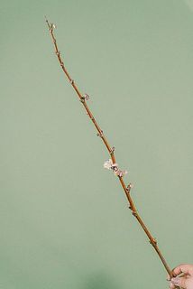 花付きには個体差がございます。