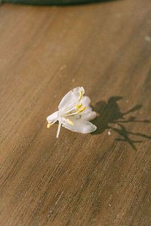 配送中の揺れで花が落ちる場合がございます。