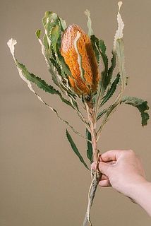 大きさには個体差があります