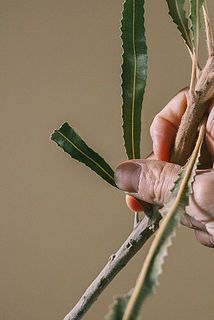 葉が折れている場合がございます