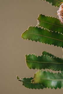 葉が変色している場合がございます