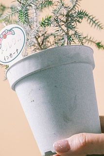 一部、鉢に汚れがある場合がございます。優しく拭き取ってください。