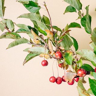 葉っぱは一部枯れている場合も。実の品質は問題ないので、取ってあげましょう。